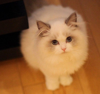 【養布偶貓】飼養布偶貓的注意事項
