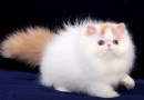 波斯貓的飼養方法及注意事項
