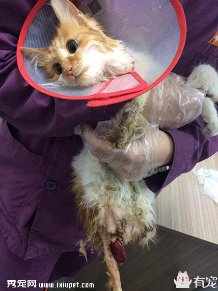 一例家貓先天性結腸憩室繼發直腸脫垂病例分析