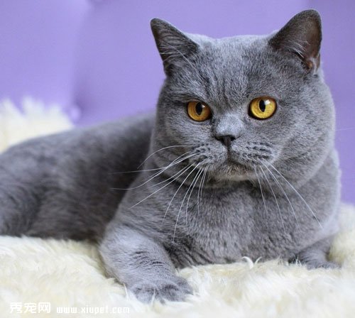 如何訓練英國短尾貓在馬桶上廁所？