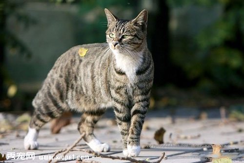 飼養很多寵物貓造成家庭的混亂排洩該如何處理？