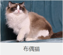 盤點43個貓貓品種大全，太詳細了！