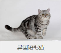 盤點43個貓貓品種大全，太詳細了！