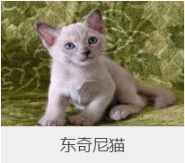 盤點43個貓貓品種大全，太詳細了！
