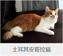盤點43個貓貓品種大全，太詳細了！