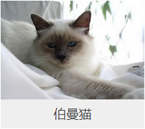 盤點43個貓貓品種大全，太詳細了！