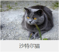 盤點43個貓貓品種大全，太詳細了！
