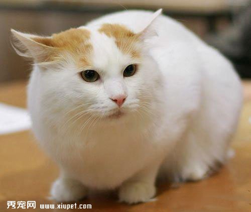 如何判斷貓貓的美丑？