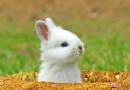 自從養了寵物兔，最討厭這7種人！