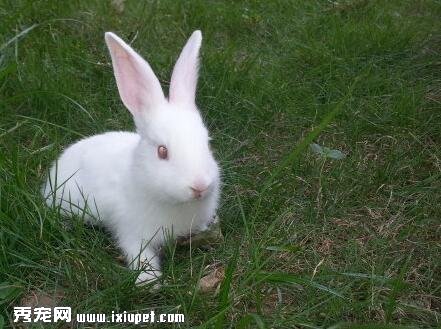  寵物兔子的飼養