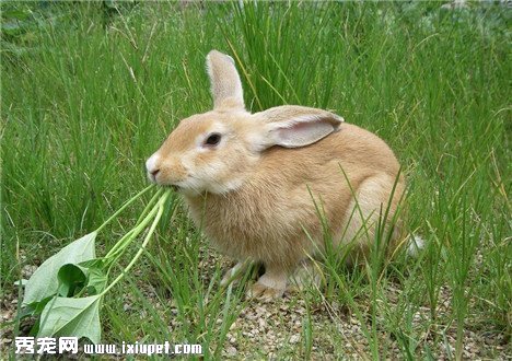 如何正確飼養兔子？飼養需要注意什麼事項？
