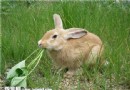  飼養兔子需要注意什麼事項？