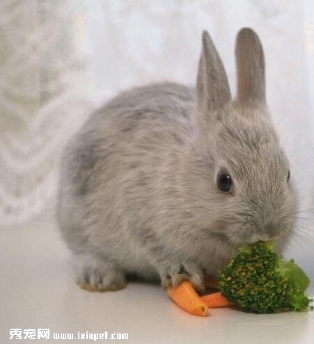 飼養兔子注意事項