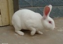 怎樣正確抓兔子?