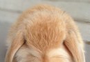 教你識別寵物兔子的肢體語言