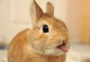 怎樣飼養和管理幼小兔子