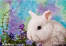 迷你兔的特點及多少錢一只？