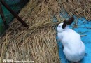 英國斑點兔的飼養環境|性情特征|喂養方式|圖片