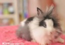 獅子兔外形特征