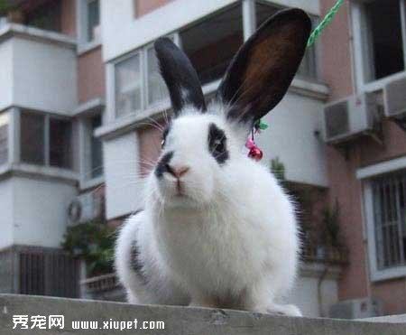 熊貓兔的飼養指南和不能吃的食物