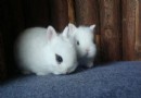 荷蘭侏儒兔的飼養方法及基本特征
