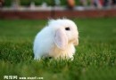 寵物兔飼養必不可少的工具有哪些？