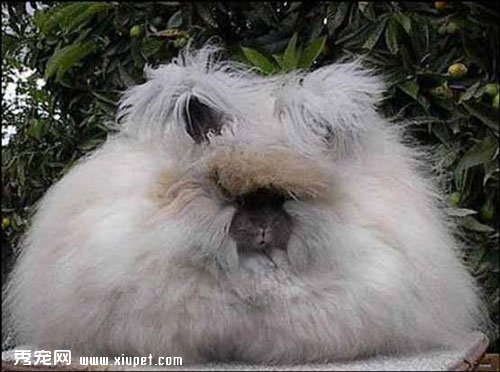 安哥拉兔如何飼養？