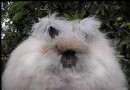 安哥拉兔如何飼養？