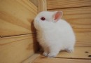 波蘭兔飼養環境的需求有哪些？