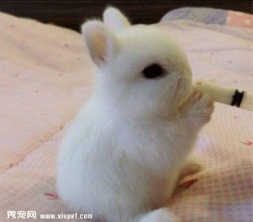 波蘭兔的外形特征