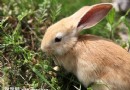 兔子飼養必備小常識