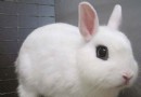 初次飼養寵物兔應該需要注意什麼？