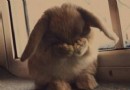 兔子球蟲症和毛球症的區別