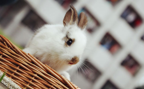 如何飼養小兔子
