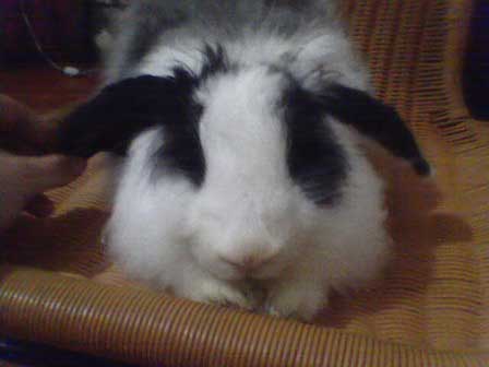 【養熊貓兔】飼養熊貓兔的一些注意事項