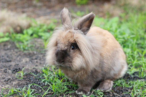 【兔子飼養】養寵物兔兔之前的必備用品