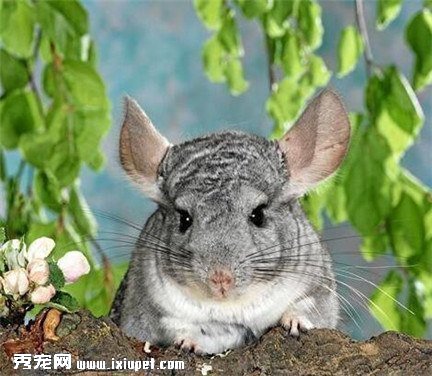 如何挑選健康龍貓？挑選時要注意什麼事項？