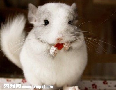 龍貓怎麼飼養？飼養龍貓需要注意什麼事項？