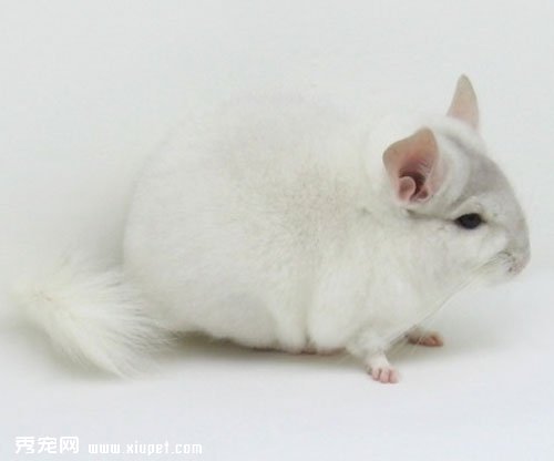 金斑龍貓的形態特征及飼養知識