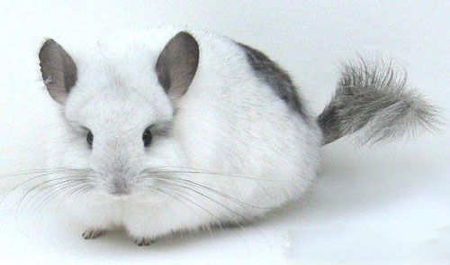飼養龍貓需要准備那些物品？