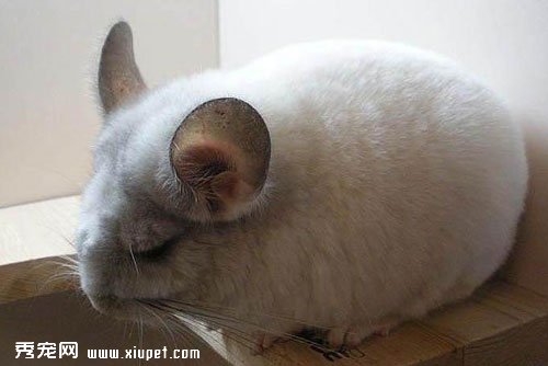 【新手飼養龍貓知識】新手飼養龍貓必須要了解的知識