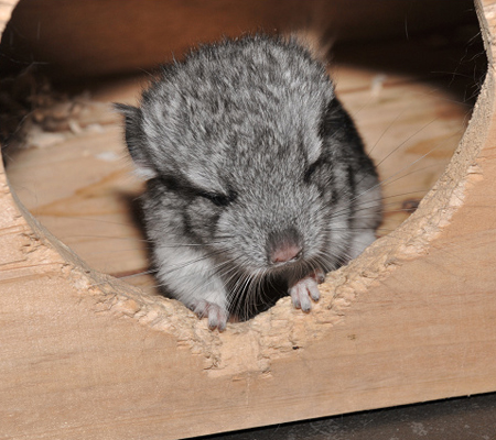 飼養龍貓新手必看的龍貓飼養知識大全