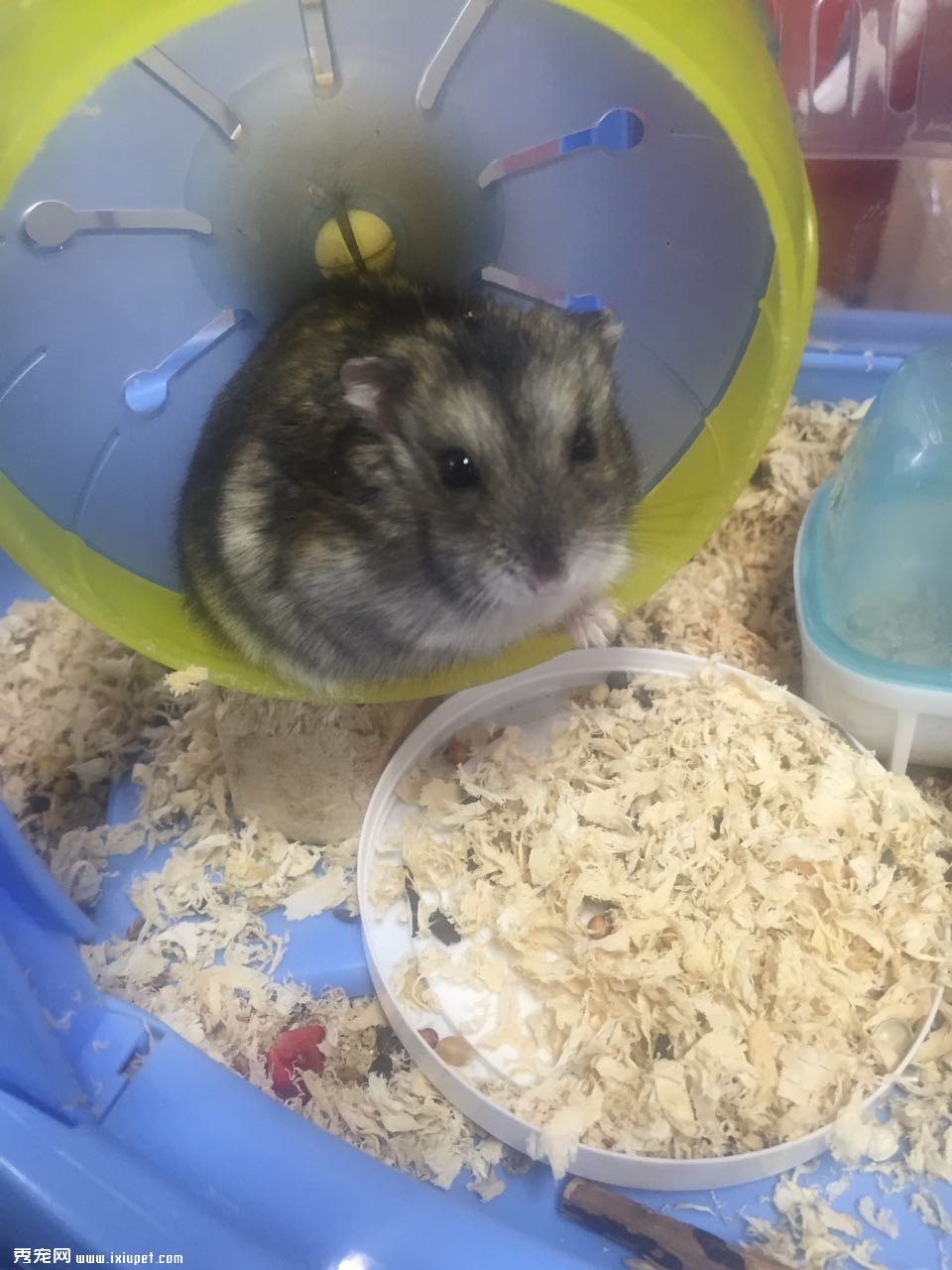 飼養倉鼠必備品.jpg
