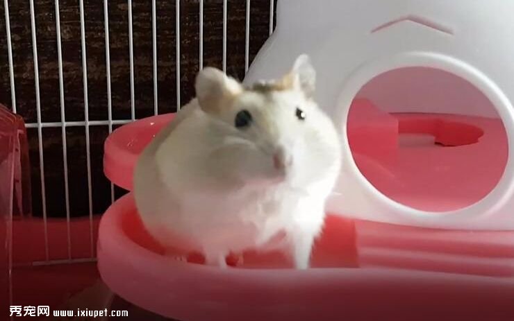 倉鼠飼養.jpg