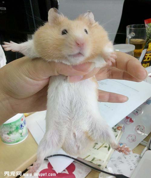 倉鼠上手