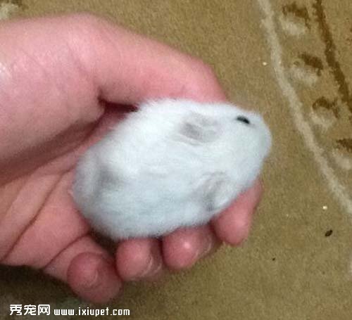 不能把倉鼠握太緊