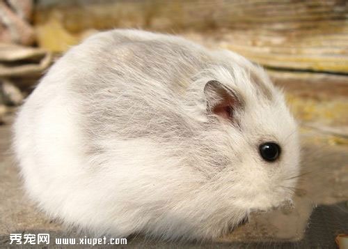 三線倉鼠的外形特征及飼養禁忌