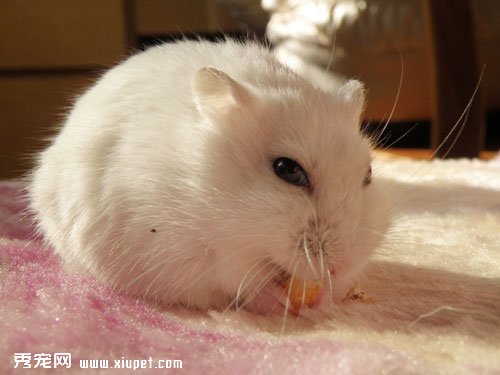 【銀狐倉鼠飼養】銀狐倉鼠的正確飼養方法