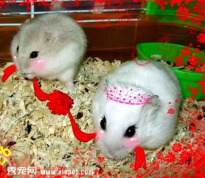 【養倉鼠是否會染上鼠疫】倉鼠會咬人但是不會傳染鼠疫