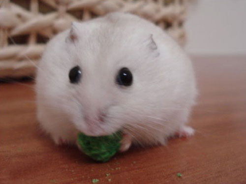 【倉鼠飼養】養倉鼠的注意事項